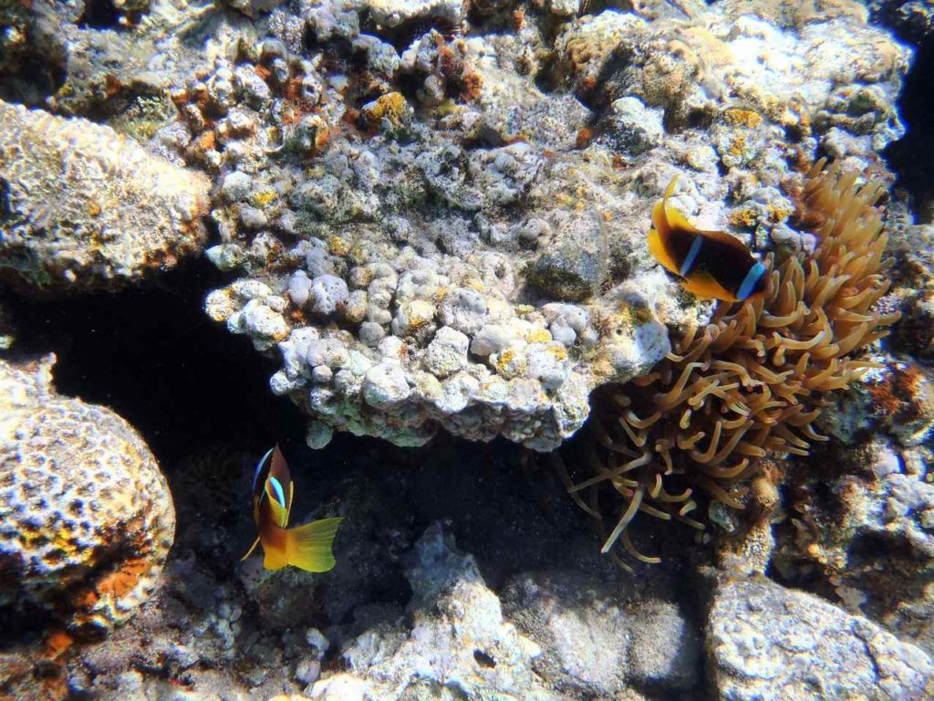 rafa koralowa, Jordania