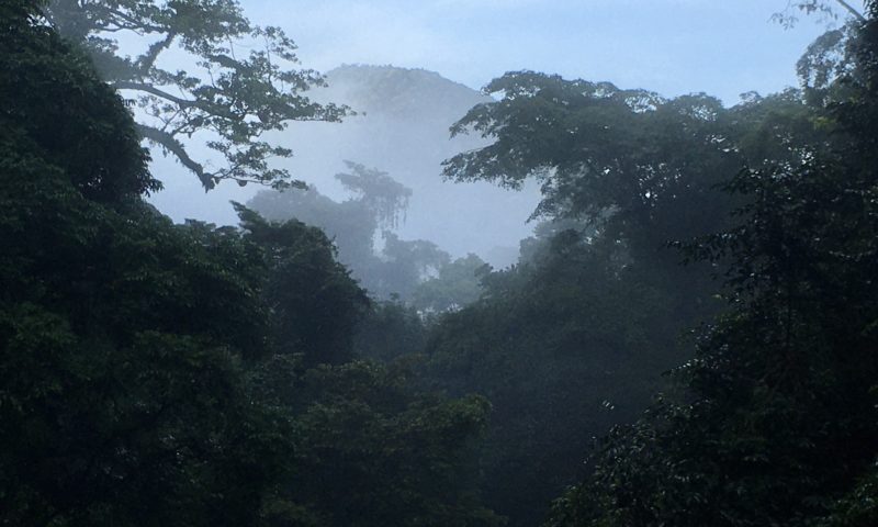 Dżungla w Mulu National Park